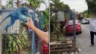 Photo of 男子向困笼猴喷漆 遭动保局逮捕调查