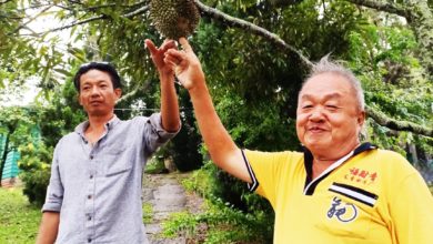 Photo of 下周料迎首季大丰收 舒宁顶榴梿团反应热