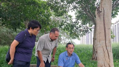 Photo of 风铃木遭下毒除草剂 85棵仅剩10棵完好