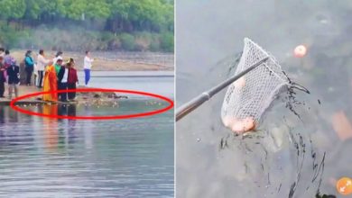Photo of 中国奇葩放生“今年流行水果” 动物放生几乎全死