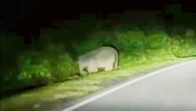 Photo of 【视频】小象遭撞毙 最后身影曝光！母子在路旁玩耍
