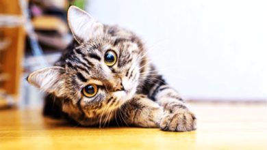 Photo of 可传播狂犬病 砂猫咪将接种