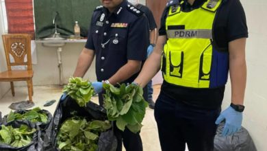 Photo of 两男子非法熬哥冬水 警起85公斤哥冬叶