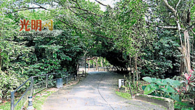 Photo of 动物园倒树压伤女税官 太平市会修剪危树