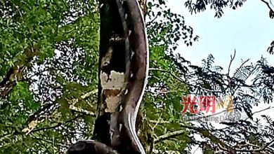 Photo of 太平湖出现蟒蛇 吓坏晨运客