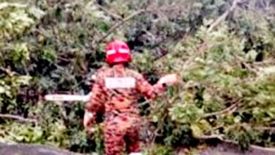 Photo of 树倒压中6轿车 妇女男童受困获救