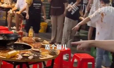 Photo of “猫从天降”掉入火锅 9顾客烫伤 猫咪重伤入院