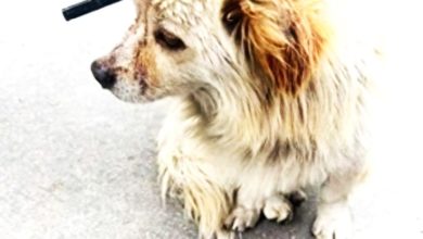 Photo of 流浪犬遭两箭穿头 百人众筹急救 警方介入调查