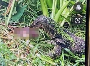 Photo of 疑初生婴遭遗弃 蜥蜴叼食弃婴