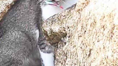 Photo of 视频〡被鱼钩刺伤 流浪猫痛苦呻吟 网民轰垂钓者不负责任