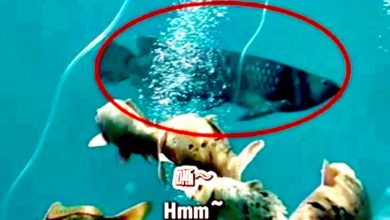 Photo of 仿生机器鱼以假乱真 水族馆活鱼要“失业”了