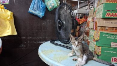 Photo of 捉野猫被指施虐 七条路小贩互骂