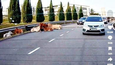Photo of 牛群坐马路休息挡道惹议 警:MBSJ带走牛群 饲主接罚单