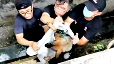 Photo of 怕被咬但更怕它没人救 3男冒险下水沟救浪浪