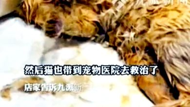 Photo of 掉入火锅猫咪 病情恶化不治身亡