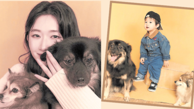 Photo of 狗狗和孩子都是宝 让孩子认识爱的多种样貌