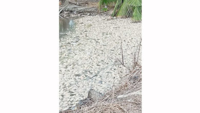 Photo of 双溪巴永大沟现大量死鱼 环境局抽河水化验