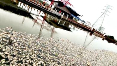 Photo of 数以万计死鱼漂浮甲河 阵阵恶臭飘送 引水獭享美食