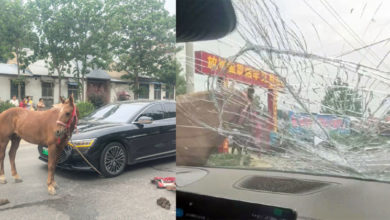 Photo of 驾驶途中突蹿出马匹 男子修车还被要求赔马