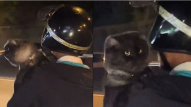Photo of 单手抱猫咪骑摩多兜风 网忧爱猫也要顾好安全