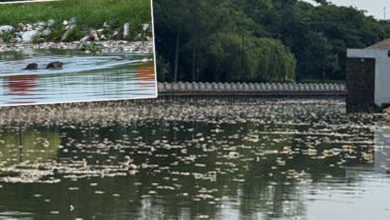 Photo of 海水倒灌死鱼遍布马六甲河面  生态灾难水獭当“美食盛宴”
