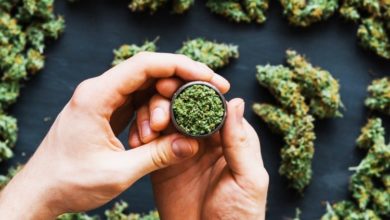 Photo of 泰国拟重列麻醉类毒品 大麻仅限医疗用途