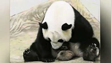 Photo of 中今年首隻 熊猫幼崽诞生