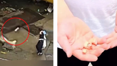 Photo of 女人工耳蜗遭误丢 众人齐翻约8吨垃圾寻回