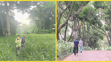 Photo of 【自游自在】走在郊野雨林中