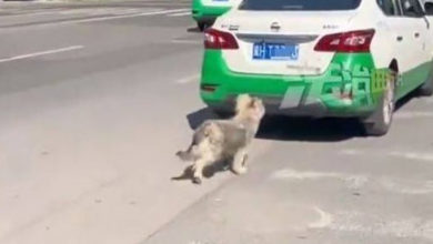 Photo of 被无情弃养！毛孩留原地苦等主人 看到德士就追