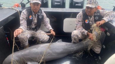 Photo of 痛心! 非法渔具害死海豚