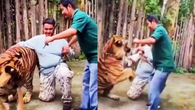 Photo of 和老虎合照“零距离狂撸”！男游客下秒遭飞扑猛咬