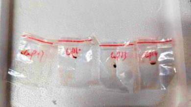 Photo of 2中国学者被控走私“恐袭真菌”赴美