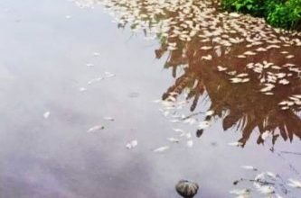 Photo of 霹双怡杖峇鲁大沟 浮现大量死鱼