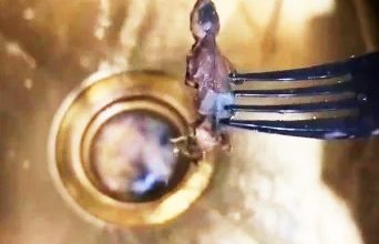 Photo of 炸香蕉提拉米苏 竟“附送”炸壁虎！