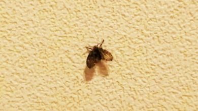 Photo of 中国8岁女童狂吐活虫一个月 竟是常见“黑色小飞蛾”搞鬼