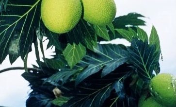 Photo of 国际食客评难吃大马水果 第一名不意外 第二名太委屈