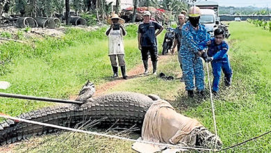 Photo of 300kg鳄鱼迷路困水沟 13人合力解救