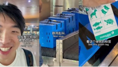 Photo of 机场听见鸡叫 不是幻听 这是飞鸡