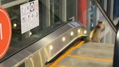 Photo of 商场搭手扶梯靠左 网赞守规矩的猫