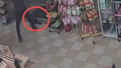 Photo of 爱猫被顾客顺手“牵”走 主人上网呼救终找回