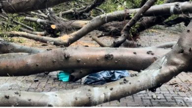 Photo of 女学生目睹男友 遭榕树压死