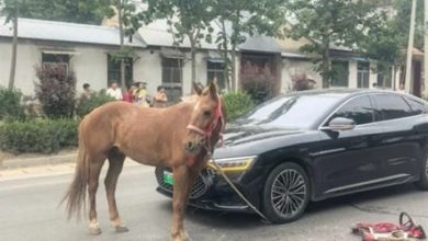 Photo of 马儿冲出马路撞车 车主喊冤：谁赔谁？