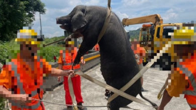 Photo of 黑猪掉落大道趴趴走酿追撞 台货车司机将挨罚
