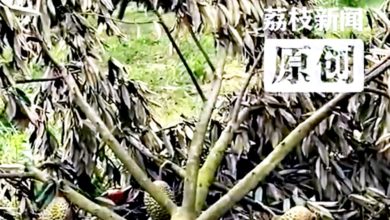 Photo of 台风蝴蝶狂扫三亚 吹倒千棵5年榴梿树