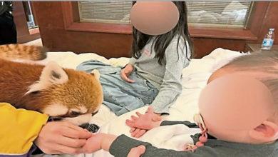 Photo of 重庆酒店小熊猫叫起床 服务惹安全忧虑被喊停