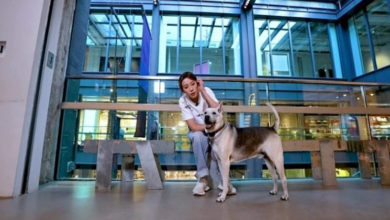 Photo of 走出被爱犬咬伤阴影 姚子羚泪诉：我也有责任
