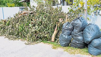 Photo of 应委承包商处理 砍树没清理罚500元