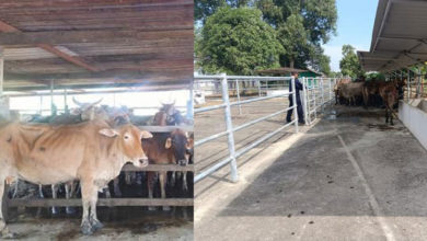 Photo of 外籍人士占工业区河岸地饲养牛群 环境污染引投诉