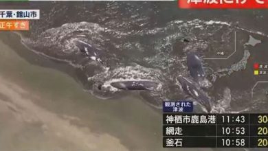 Photo of 【俄罗斯8.8级强震】发生强震后 4头鲸鱼搁浅日本海岸